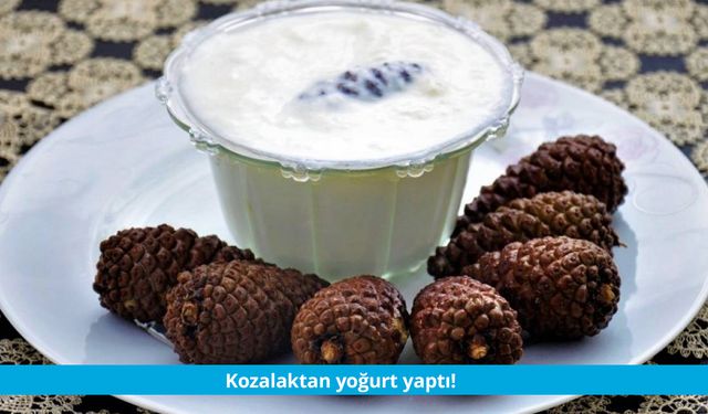 Kozalaktan yoğurt yaptı!