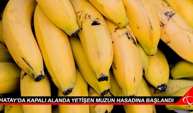 Hatay’da kapalı alanda yetişen muzun hasadına başlandı