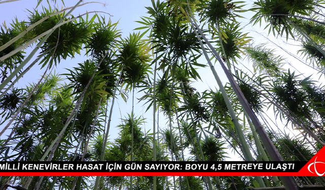 Milli kenevirler hasat için gün sayıyor: Boyu 4,5 metreye ulaştı