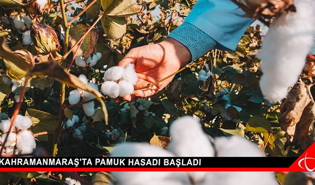 Kahramanmaraş'ta Pamuk Hasadı Başladı