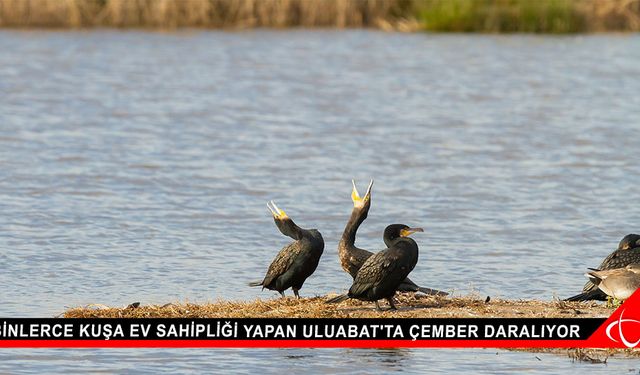 Binlerce kuşa ev sahipliği yapan Uluabat'ta çember daralıyor