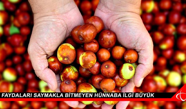 Faydaları saymakla bitmeyen hünnaba ilgi büyük