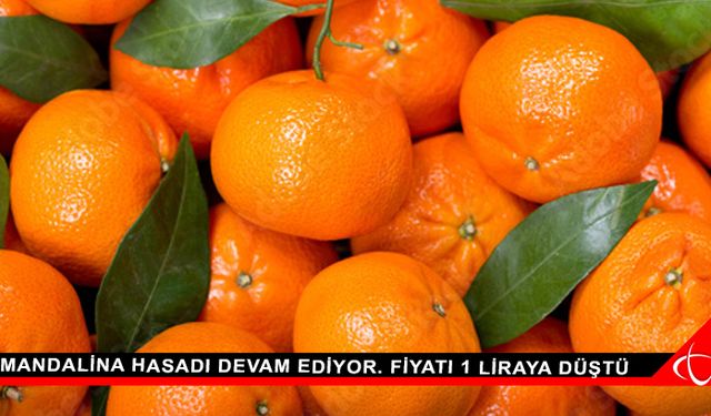 Mandalina Hasadı Devam Ediyor. Fiyatı 1 Liraya Düştü