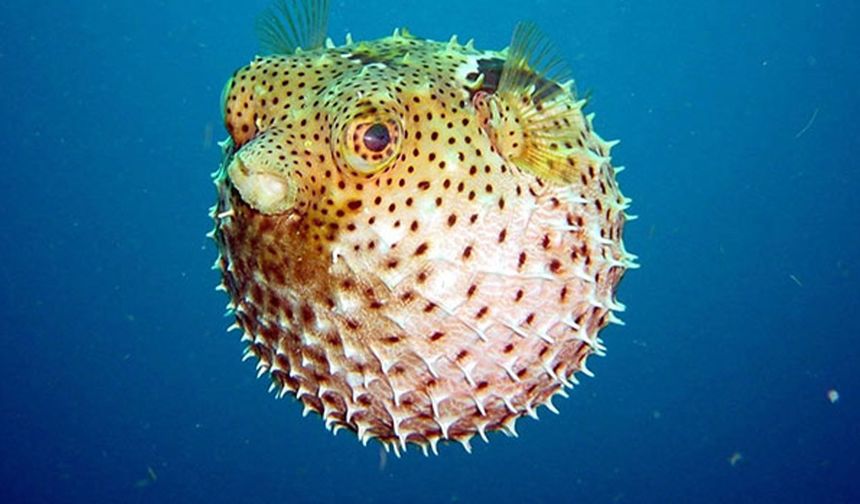 Balon balığı uyarısı! Bu şehirlere dikkat