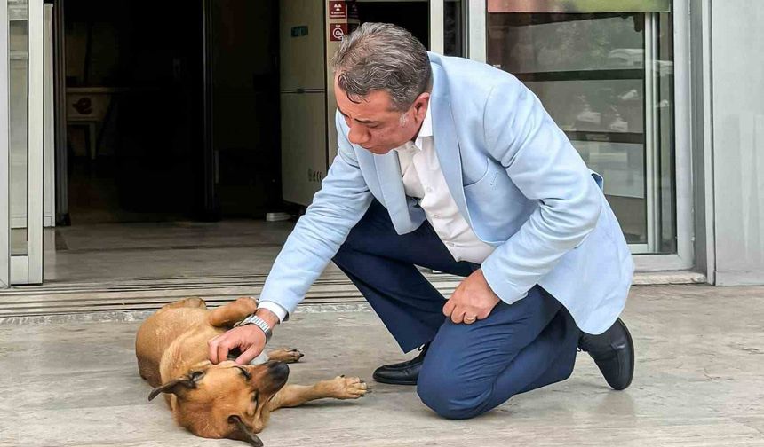 Efeler’de Sahiplendirme Kampanyası Başladı