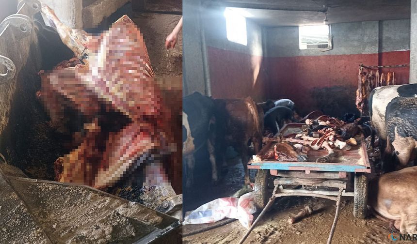 Adana'da 2,5 ton at eti ele geçirildi.