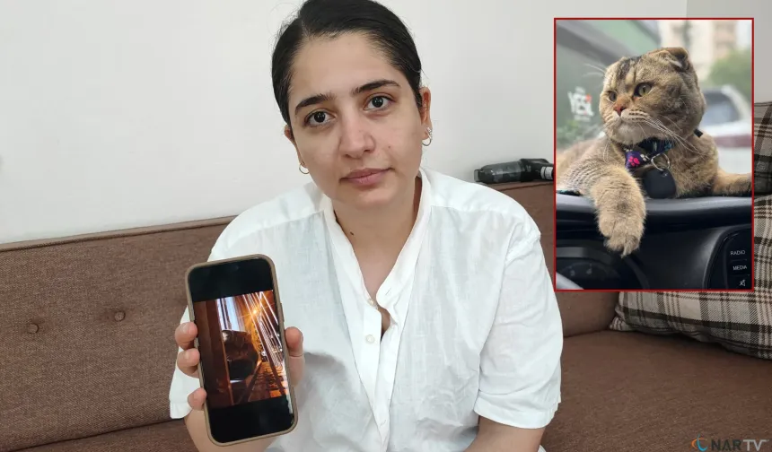 Kayıp kedi bulunmazsa kocası boşayacak.