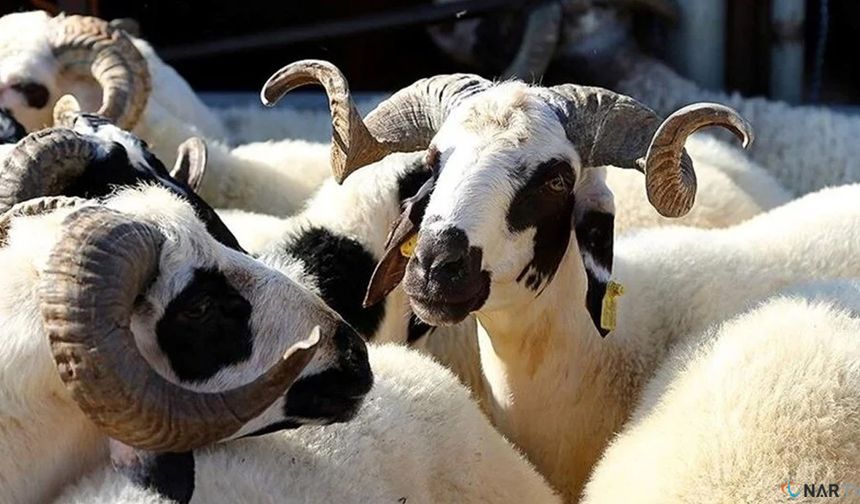 Kahramanmaraş’ta Kurbanlık fiyatları açıklandı!