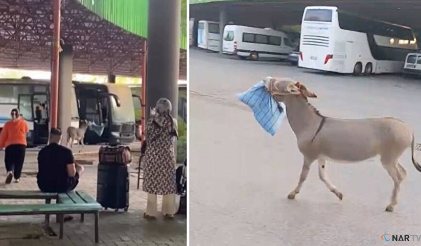 Şaka değil gerçek! Otobüs şoförü uyurken eşek yastığını çaldı.