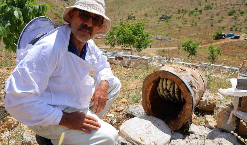 Petek yok, Kovan yok! Kütük’te üretiyor yiyen tadına doymuyor!