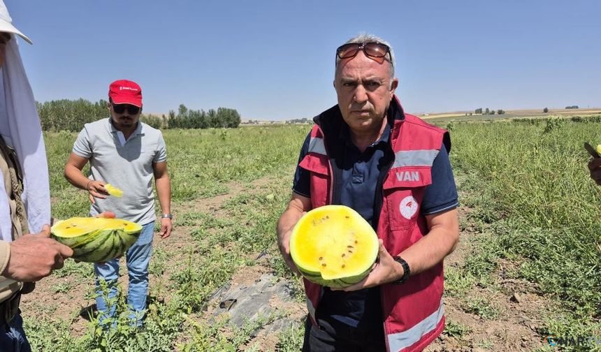 Bir ilk! Sarı karpuz dönemi başladı.