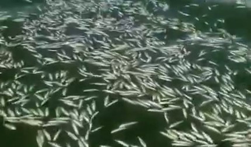 Kahramanmaraş'ta balık ölümleri.
