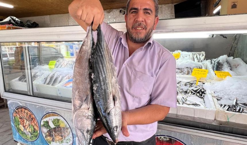 Deprem sonrası Kahramanmaraş'tan 54 ülkeye balık ihracatı.