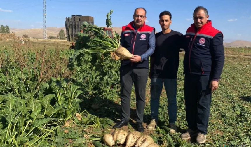 Bayburt’ta şeker pancarı sökümü başladı.