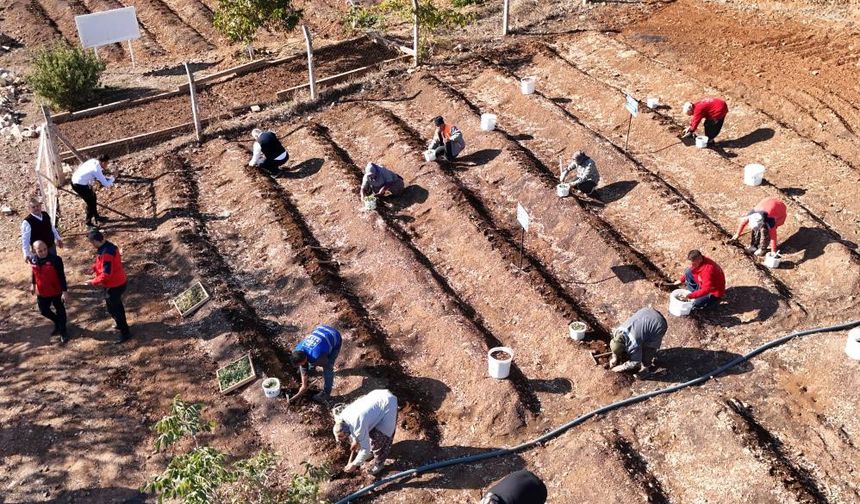 Kahramanmaraş'ta Salep toprakla buluşturuldu.