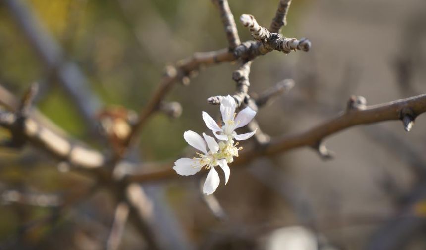 Kasım ayında çiçek açan elma ağacı şaşırttı.