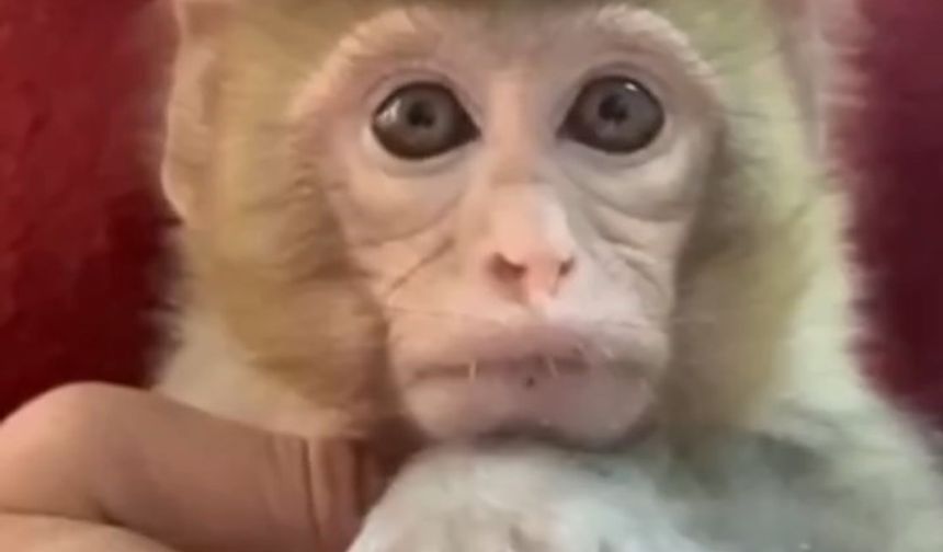 Elazığ’da yakalanan maymun koruma altına alındı