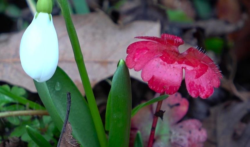 Uzmanlardan uyarı: Biyokaçakcılık tehlikesi