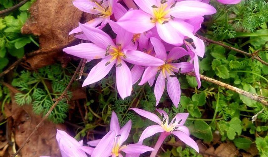 Baharın habercisi çiğdemler erken açtı