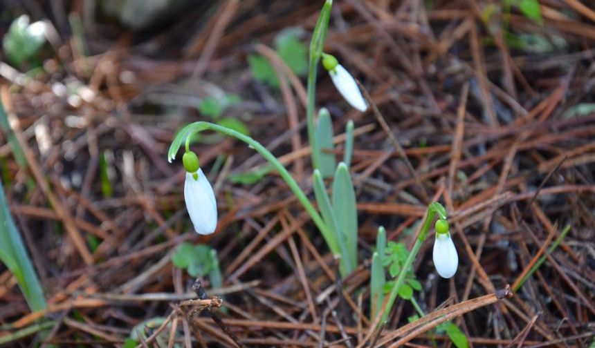 Bu çiçeği koparmanın bedeli dudak uçuklatıyor