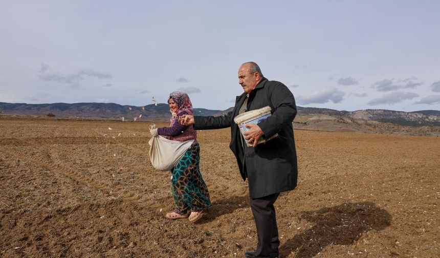 Dünyaca ünlü Taşköprü sarımsağının ekim sezonu erken başladı
