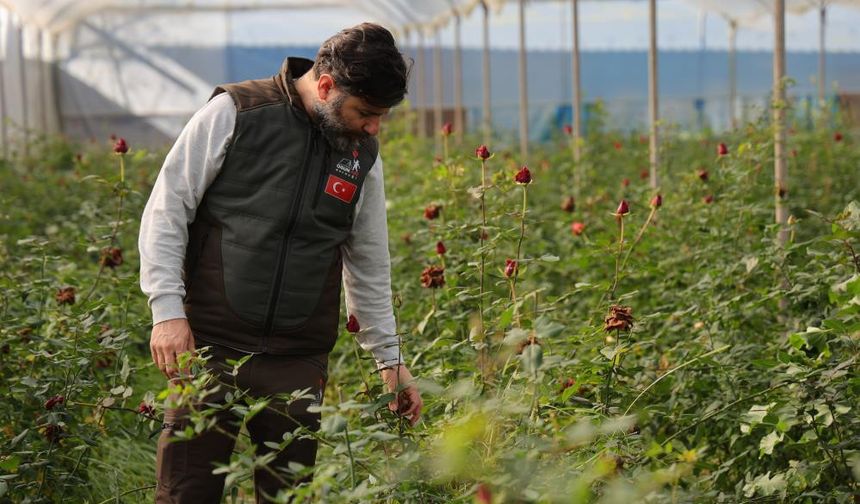 Sevgililerin gülleri dalında kurudu