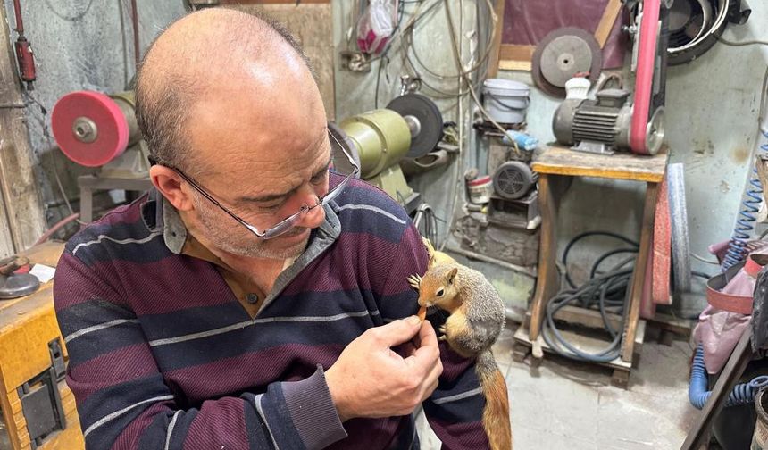 Ormanda bulduğu sincap en yakın dostu oldu