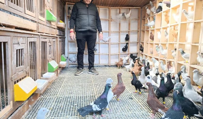 Memurluğu bırakıp güvercin yetiştiricisi oldu, otomobil fiyatına satıyor