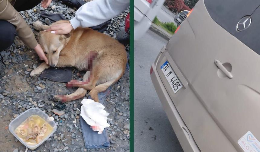 "Köpeğe çarptın" tartışması kamerada