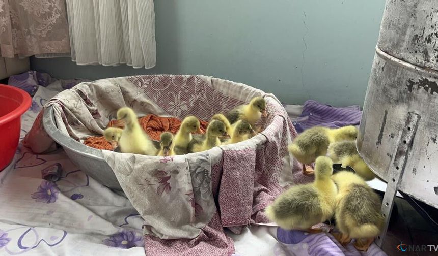 Kars'ta kazlar kuluçkada, köylerde seferberlik başladı