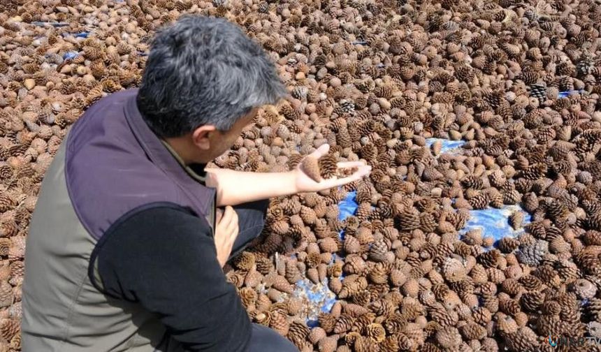 Kızılçam tohumları sahaya hazırlanıyor
