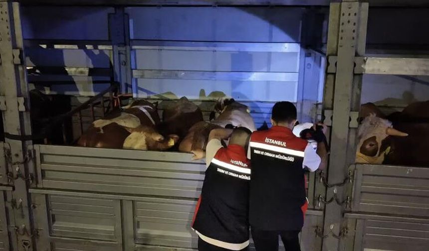 Kurban Bayramı öncesi İstanbul'da sevk noktalarında yoğun mesai