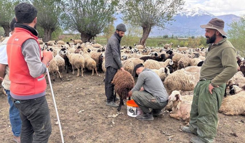 Türkiye’de ilk kez uygulandı: Afgan çobanlar asgari ücretle göreve başladı