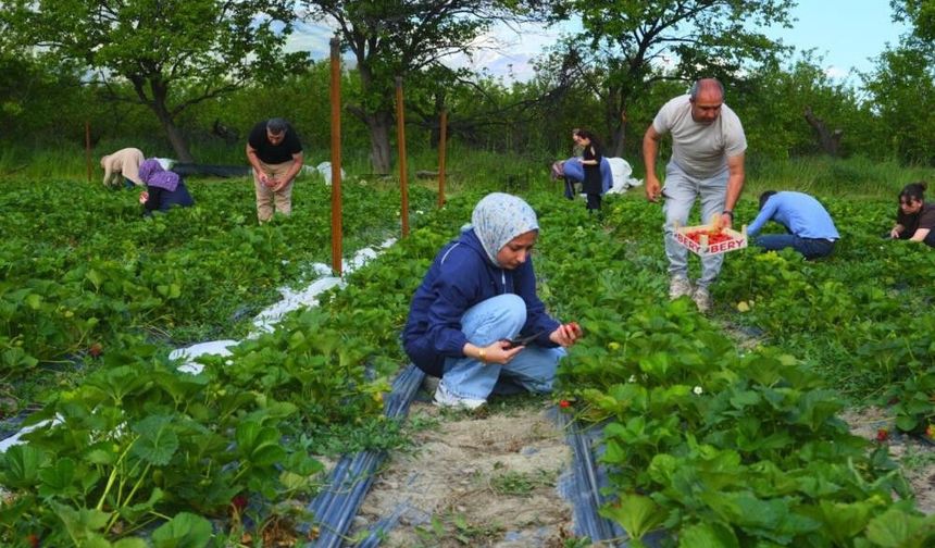 Çilek tarlasında yeni konsept: Ye doyana kadar, topladığını öde
