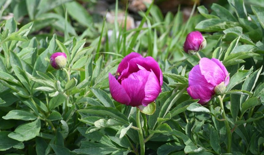 10 Günlük ömrü var, Koparmanın cezası yarım milyondan fazla.