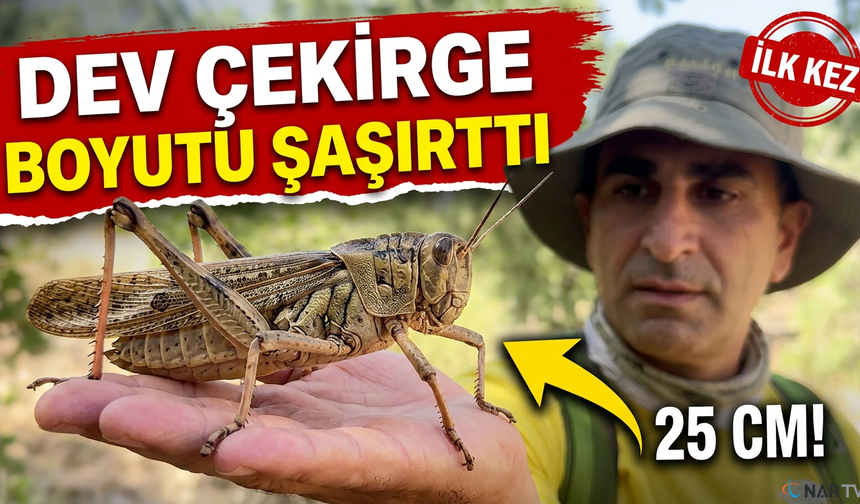 Türkiye'de Dev Çekirge Hareketliliği!