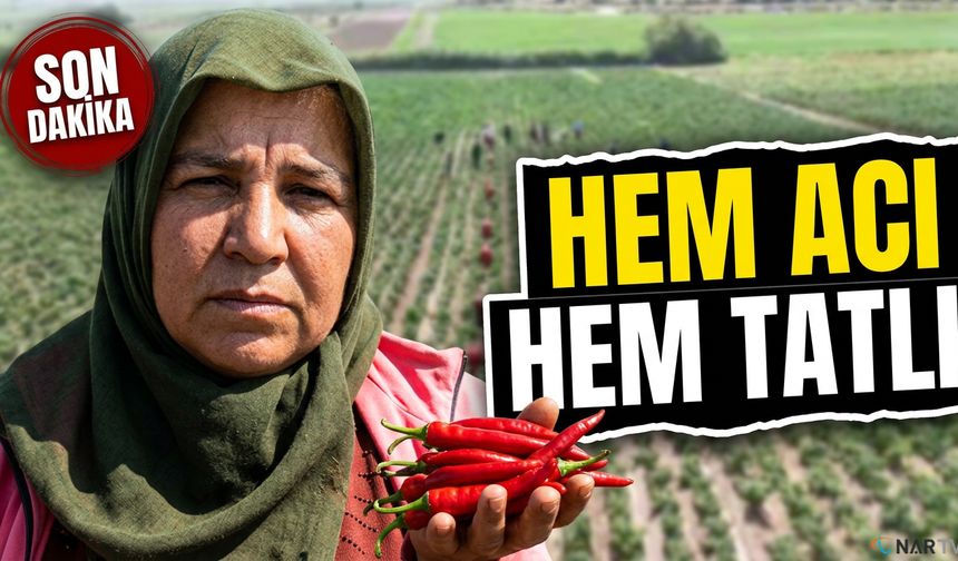 İşçiler 40 derece sıcakta biber hasadı yapıyor.