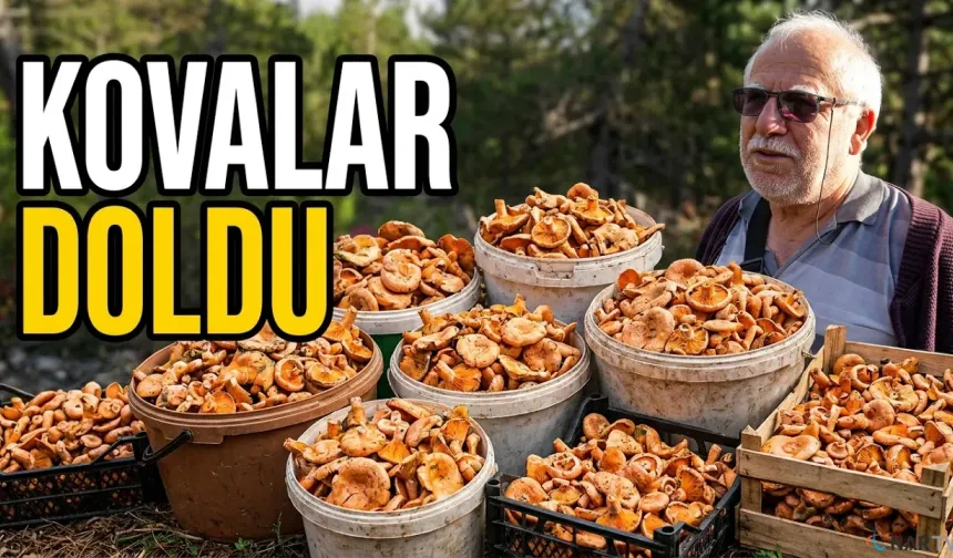 Mantar bereketi: Kovayı alan ormanın yolunu tutuyor