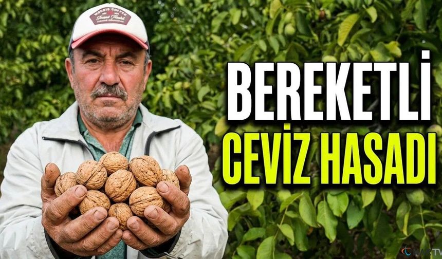 Bereketli ceviz hasadı başladı.