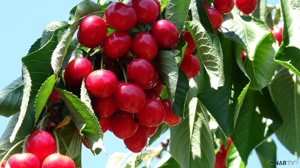 Çay bardağına sığmayan Lapseki kirazında hasat başladı