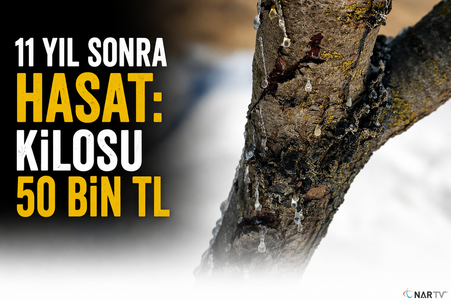 11 Yıl Sonra Hasat: Kilosu 50 Bin TL